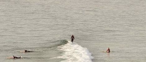 Surfing/boogie boarding