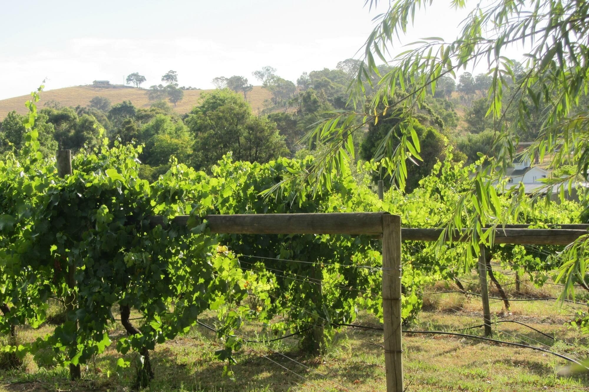 A vineyard with rows of grapevines supported by wooden stakes and wire.