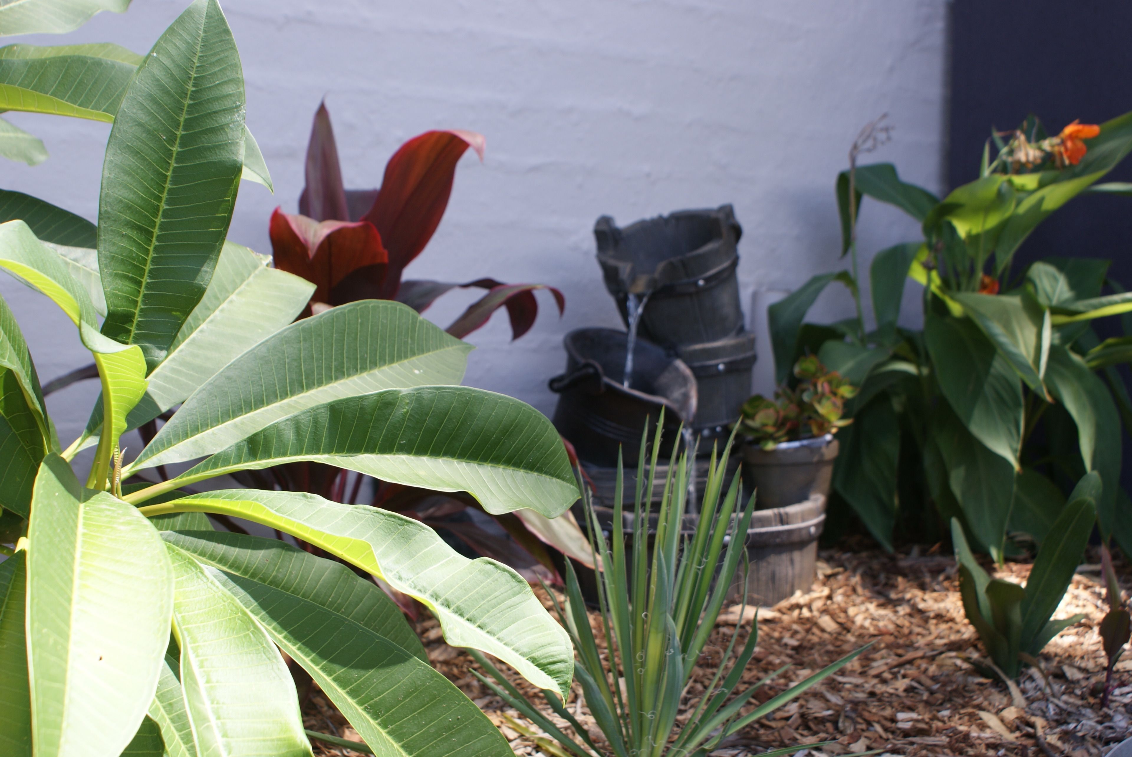 A garden with various plants and a wooden planter.