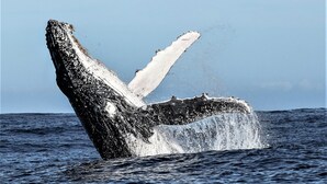 A whale's tail breaching the water, creating a splash. - Birkenhead House (Hermanus)