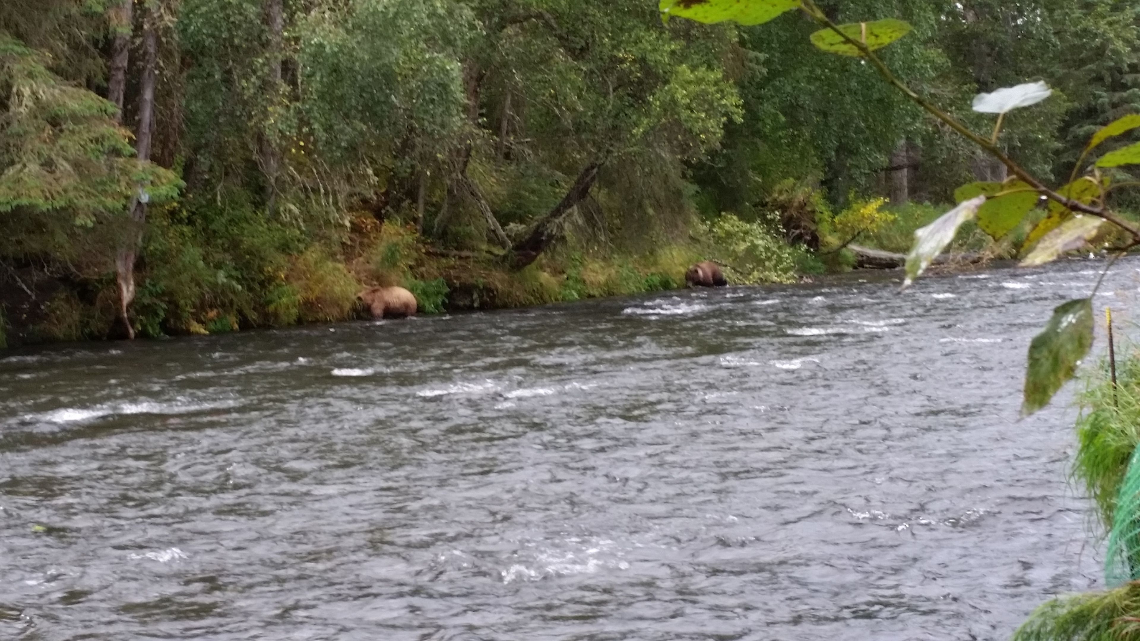 A river with flowing water surrounded by dense greenery and trees.