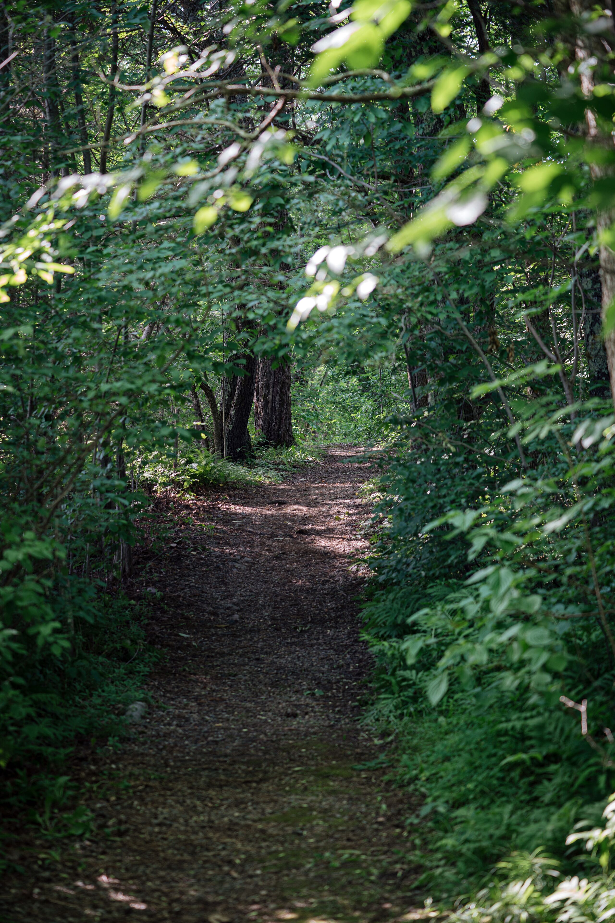 A forest path surrounded by dense greenery.