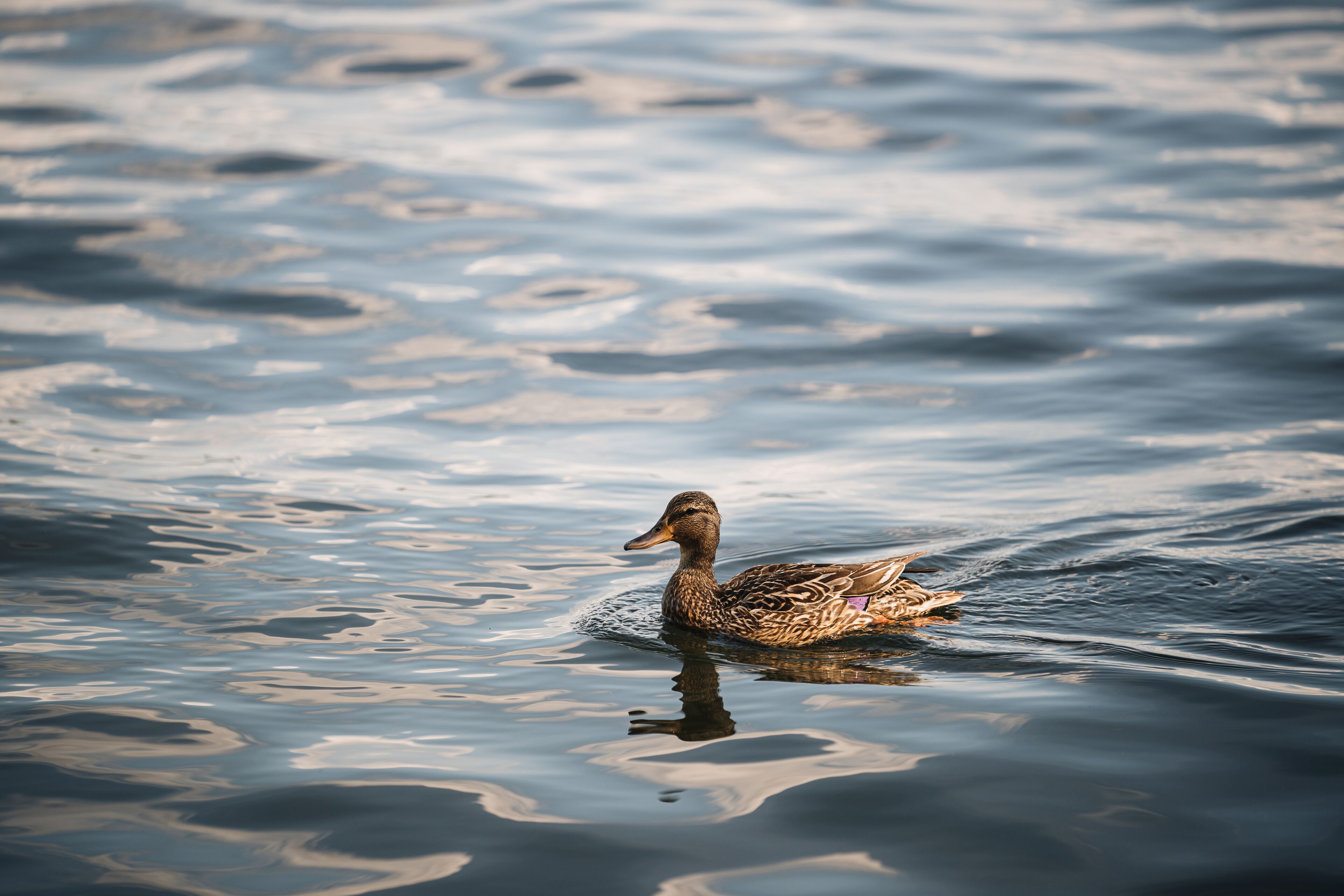 A duck swimming in calm water.