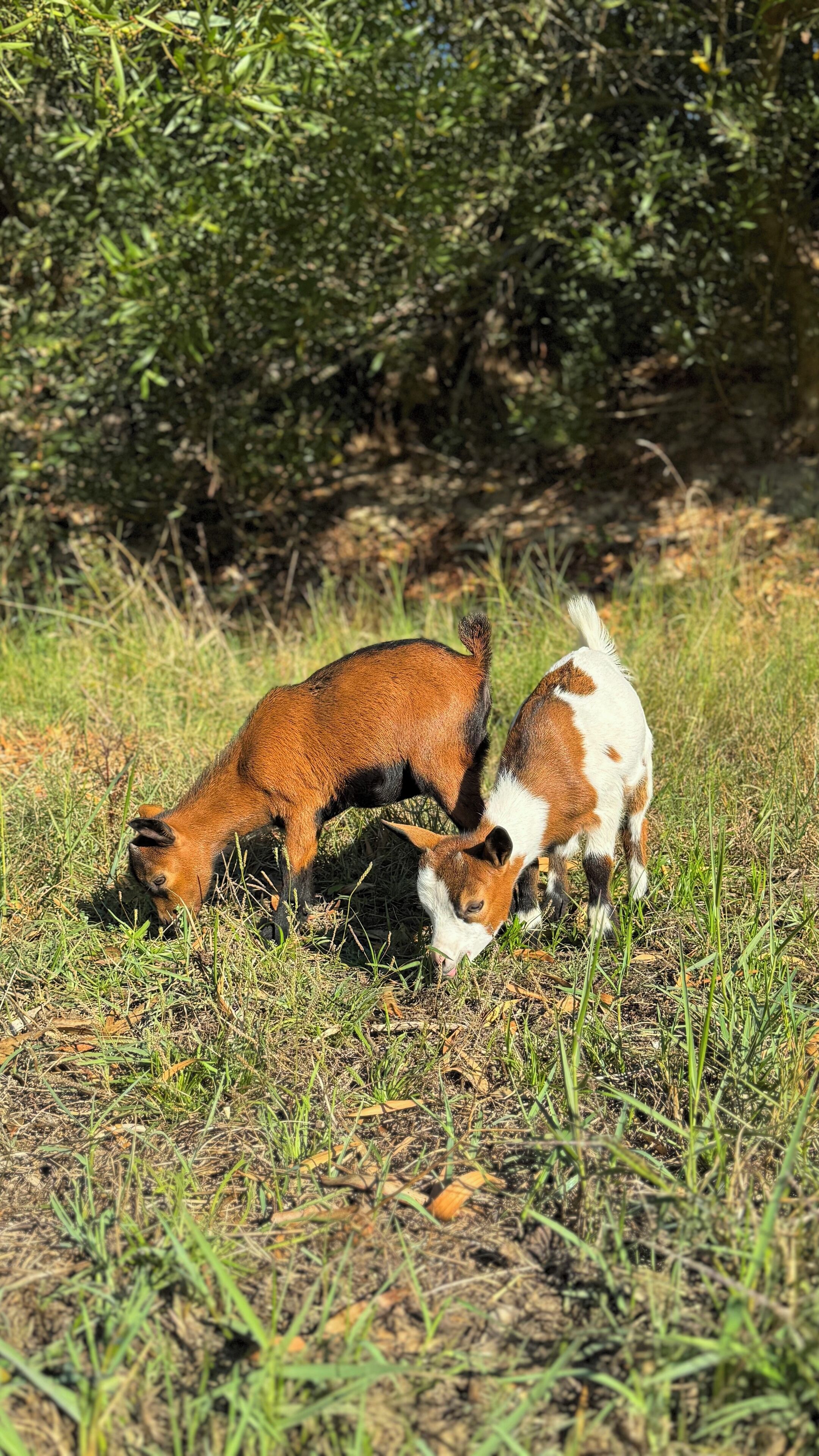 Two goats grazing in a grassy field with dense foliage in the background.