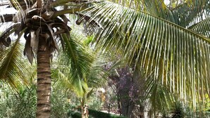 جولة سفاري