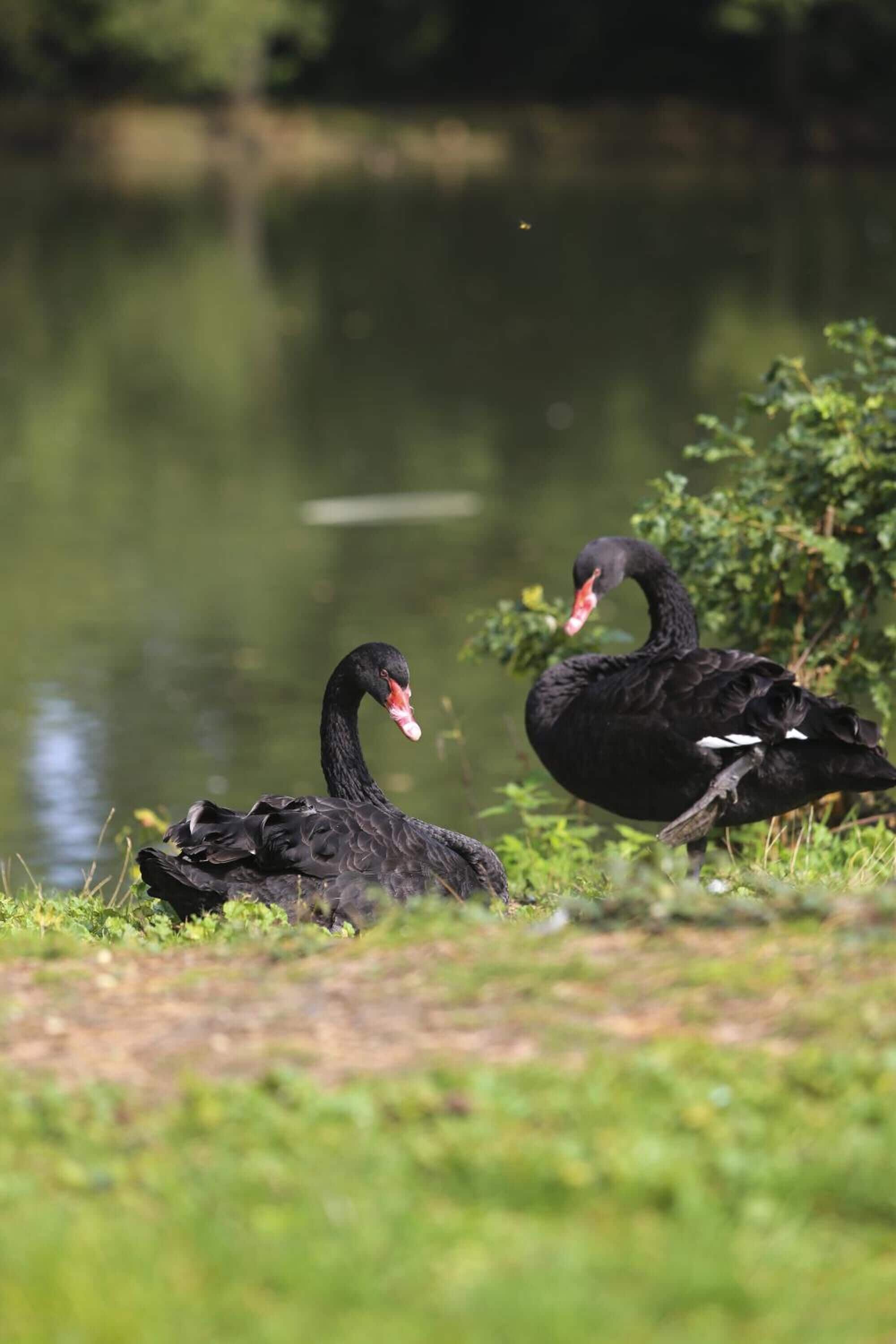 Dois cisnes pretos perto de um corpo d'água com vegetação ao redor.