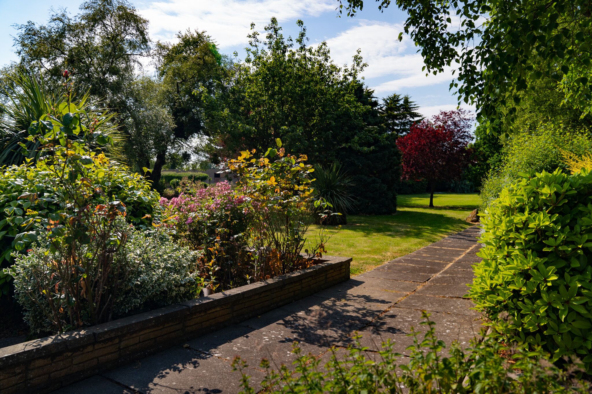 A garden pathway with various plants and trees.