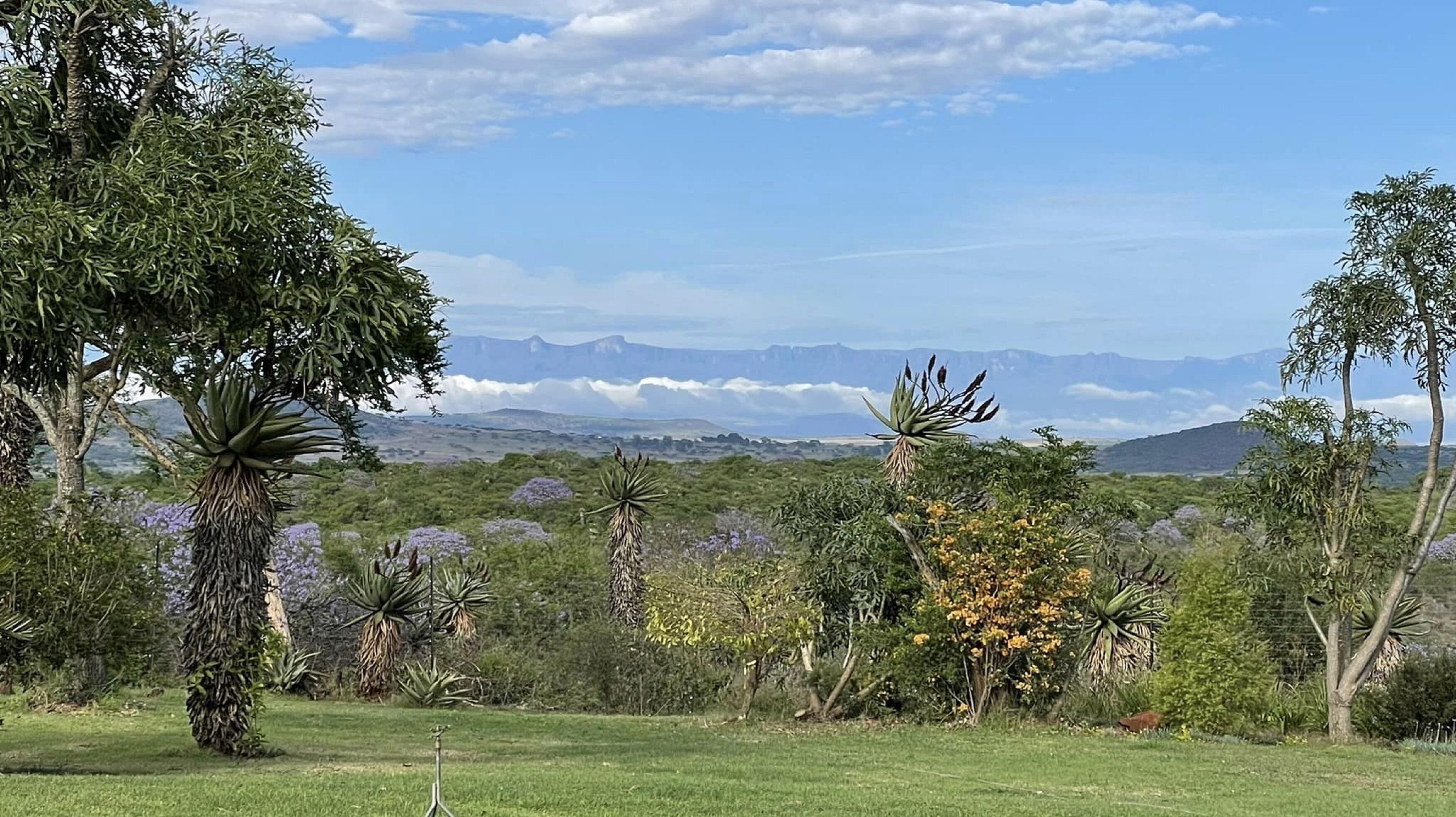 A natural landscape with a variety of trees and a distant mountain range.