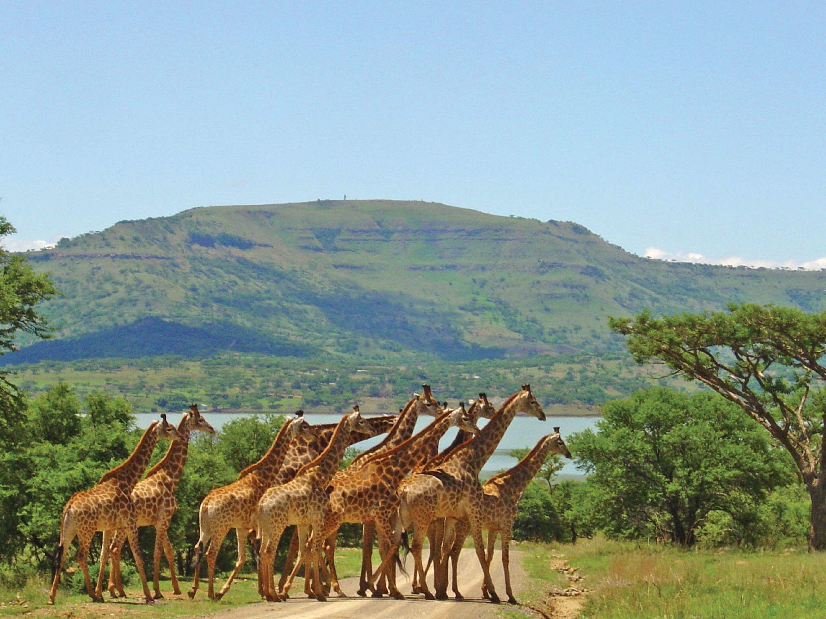 A group of giraffes standing on a road with a mountainous landscape and a body of water in the background.