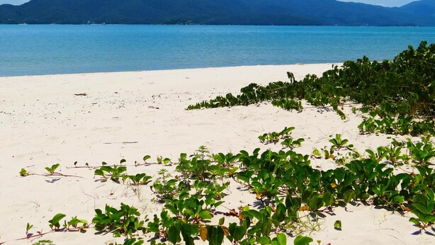 A beach with white sand and green vegetation in the foreground, a clear blue sky, and mountains in the background.