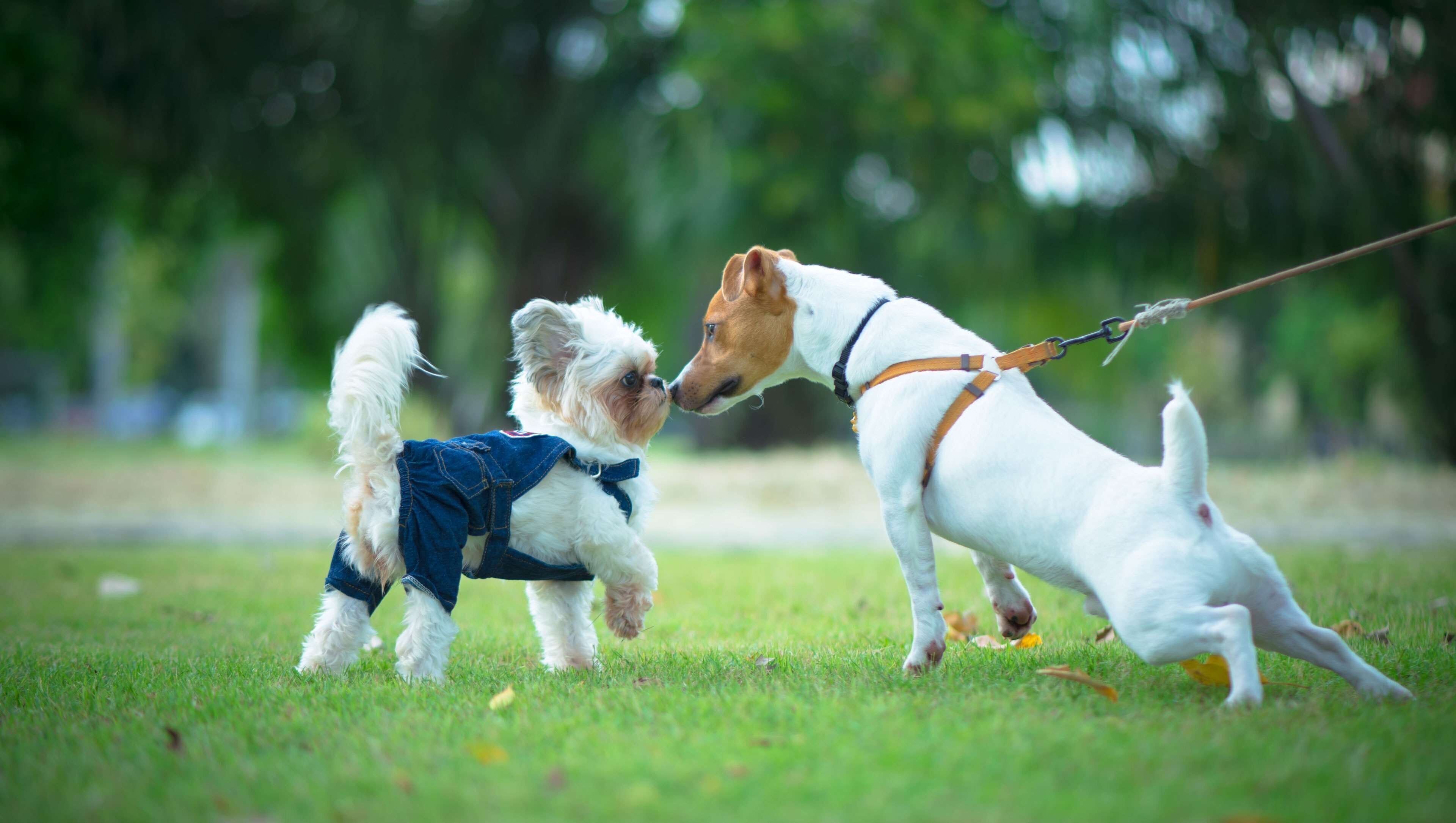 Deux chiens dans un champ d’herbe.