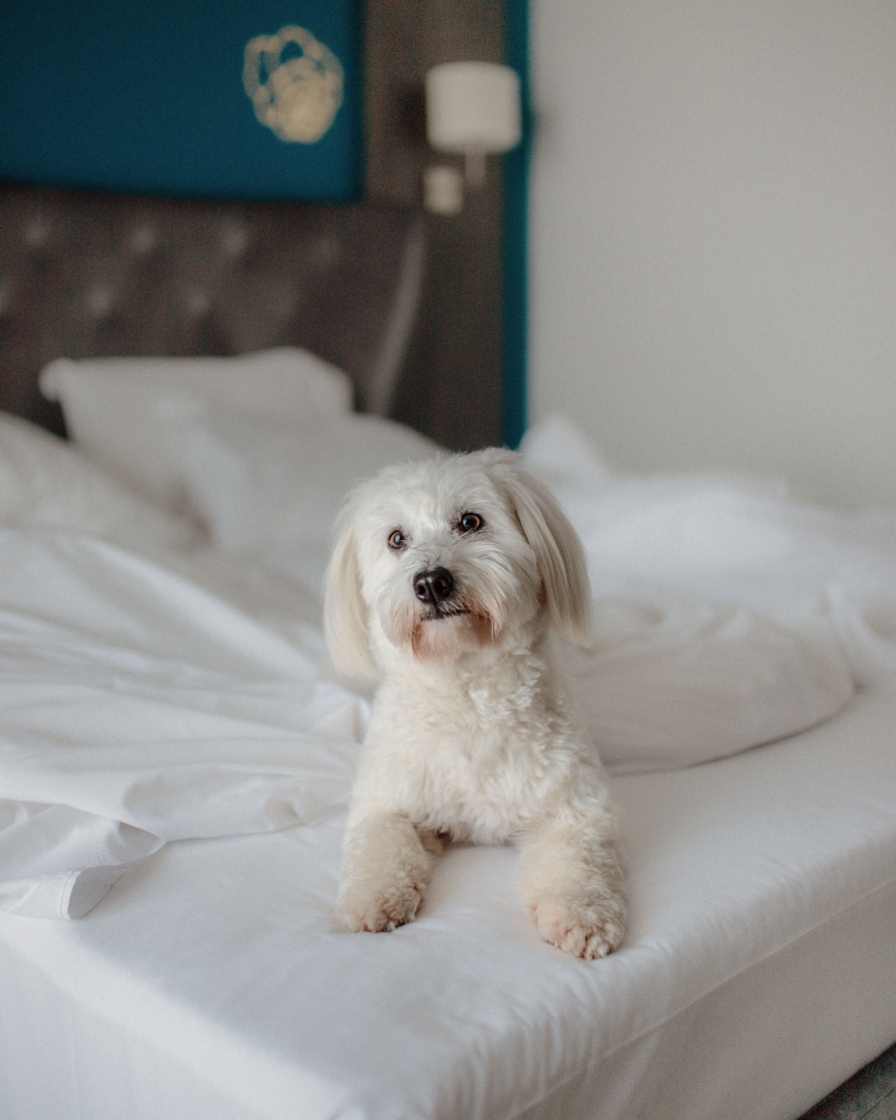 Un petit chien blanc est assis sur un lit blanc dans une pièce dont un mur est bleu et où se trouve une lampe blanche.