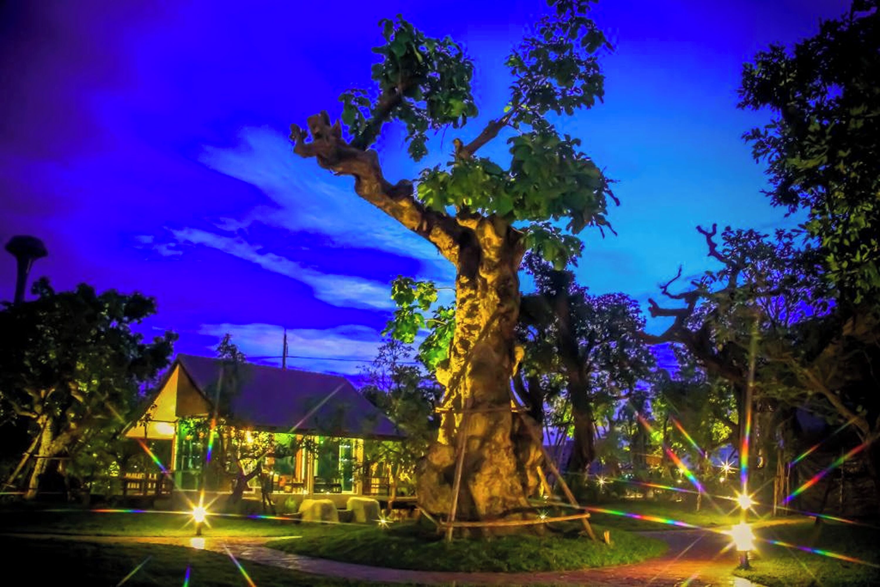 A large tree with a rustic structure nearby.