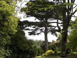 Un jardín con un árbol grande, un edificio pequeño y varios arbustos.