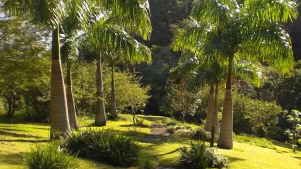 A lush garden with palm trees and various shrubs. - Royston Hall Guesthouse (Port Shepstone)