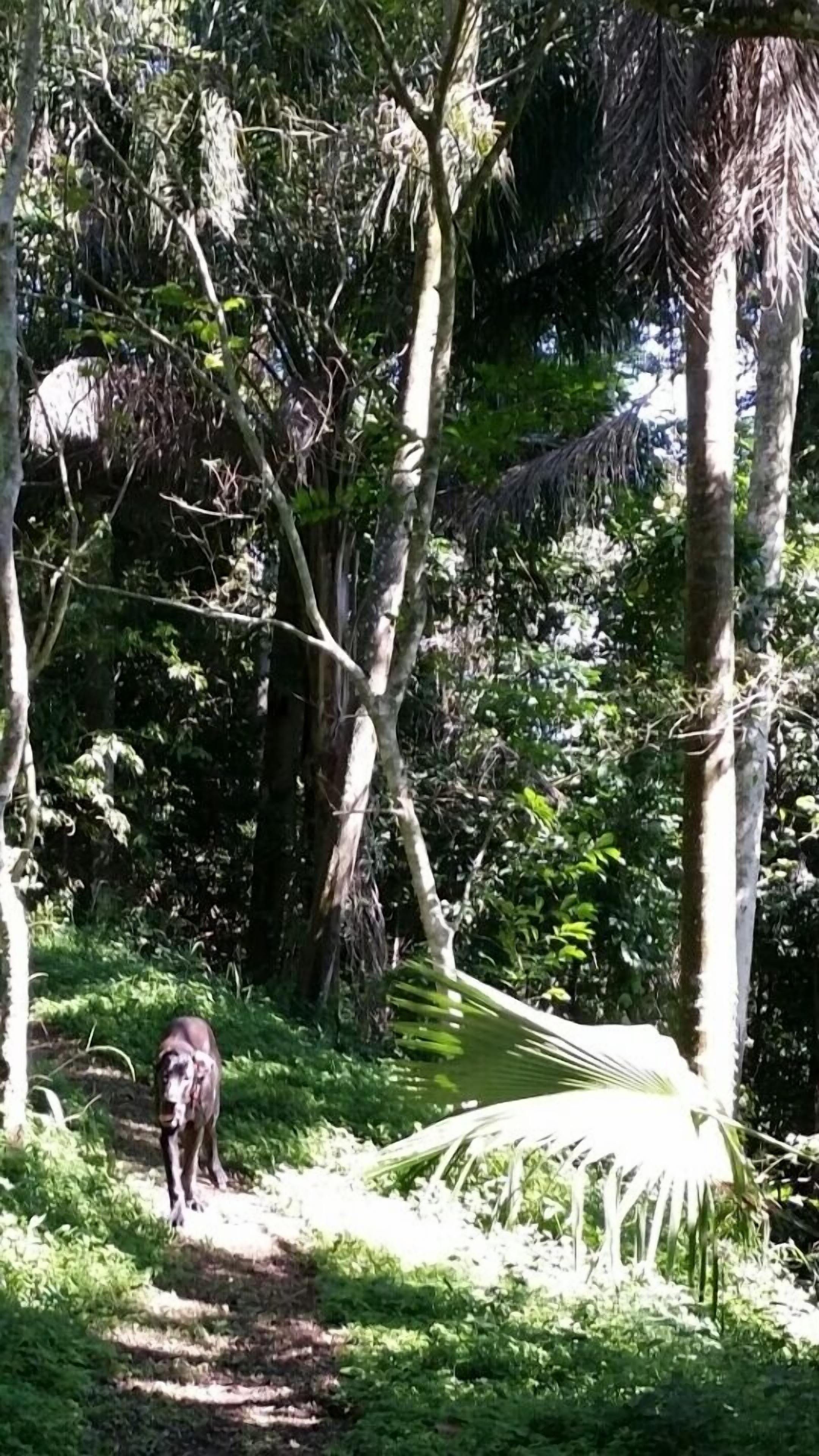 A natural outdoor setting with a path leading through dense foliage and tall trees.