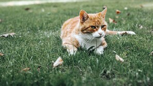 A cat lying on grass in front of a building with a red roof and white walls. - Dwór Sieraków (Dobczyce)