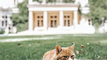 Animaux de compagnie acceptés