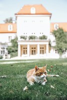 Um gato deitado na grama em frente a um prédio com telhado vermelho e paredes brancas.