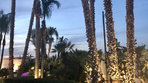 Hoge palmstruiken met een heldere lucht.