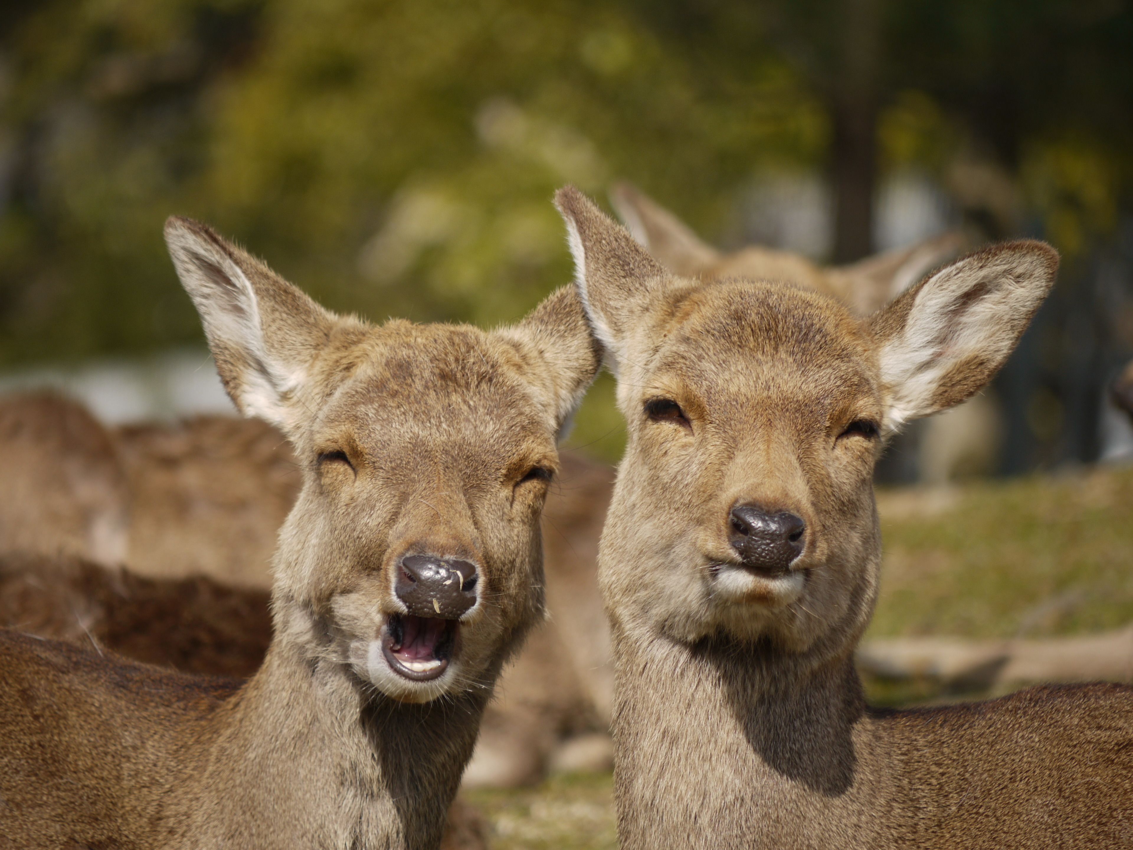 Photo - Hotel New Wakasa