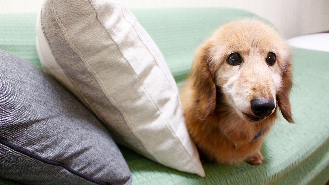 A dog on a bed with pillows.
