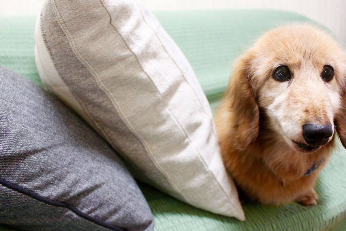 A dog on a bed with pillows.