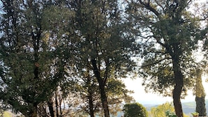 An outdoor dining area with wooden tables and chairs, surrounded by trees and a view of the landscape.