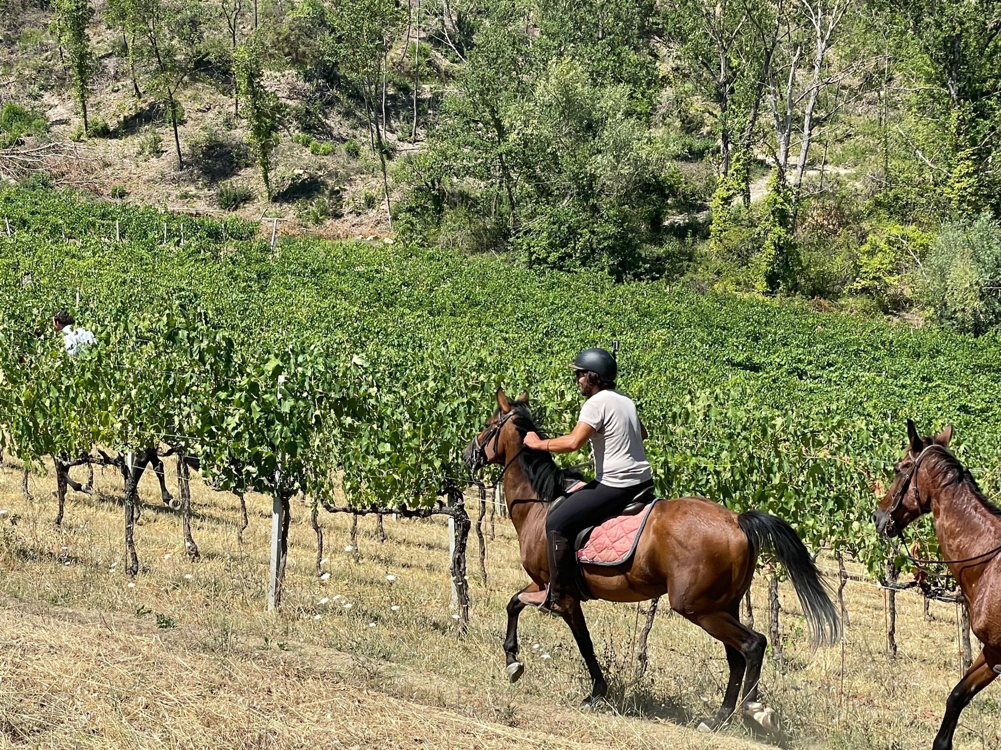 A person riding a horse through a vineyard.