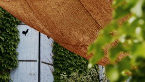 A white wooden wall with green ivy climbing up. - Coq Hôtel (Cogolin)