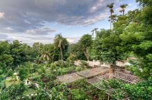 A lush garden with various plants and trees, including palm trees. - Villa Flow (Karangasem)