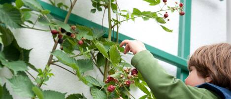 Niño alcanzando bayas en una planta cerca de una ventana con marco verde.