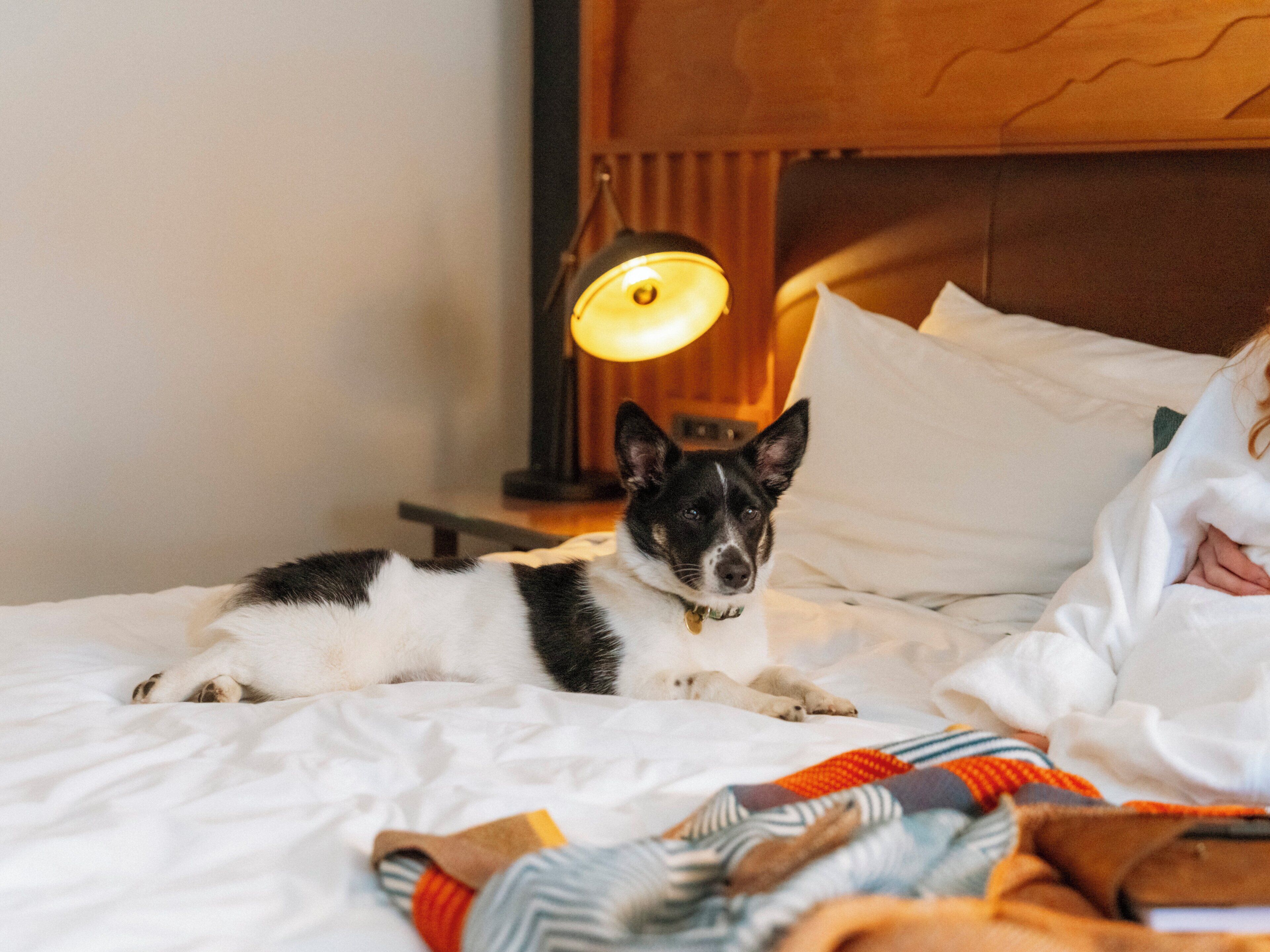A dog lying on a bed with white bedding and a patterned blanket.