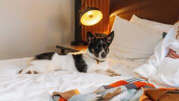 A dog lying on a bed with white bedding and a patterned blanket.
