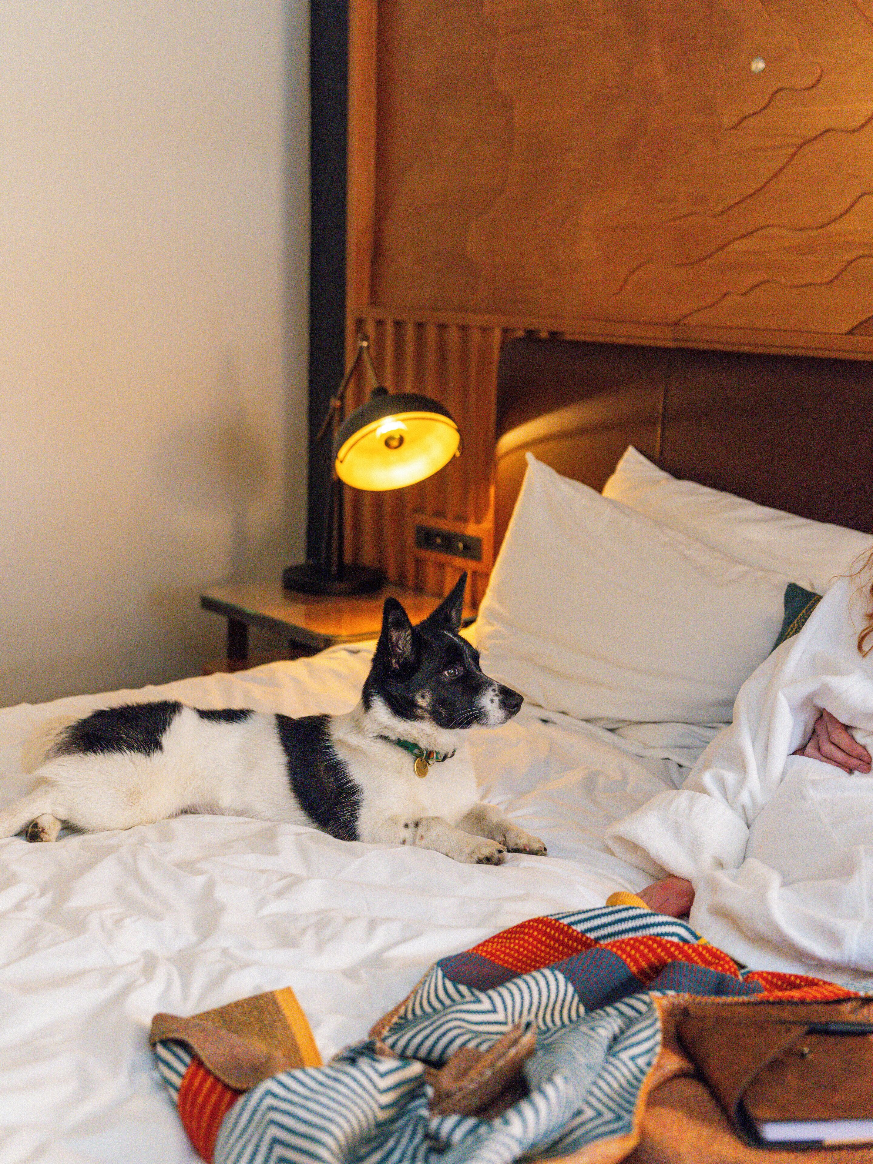 Un chien allongé sur un lit avec une literie blanche, et une lampe en arrière-plan.