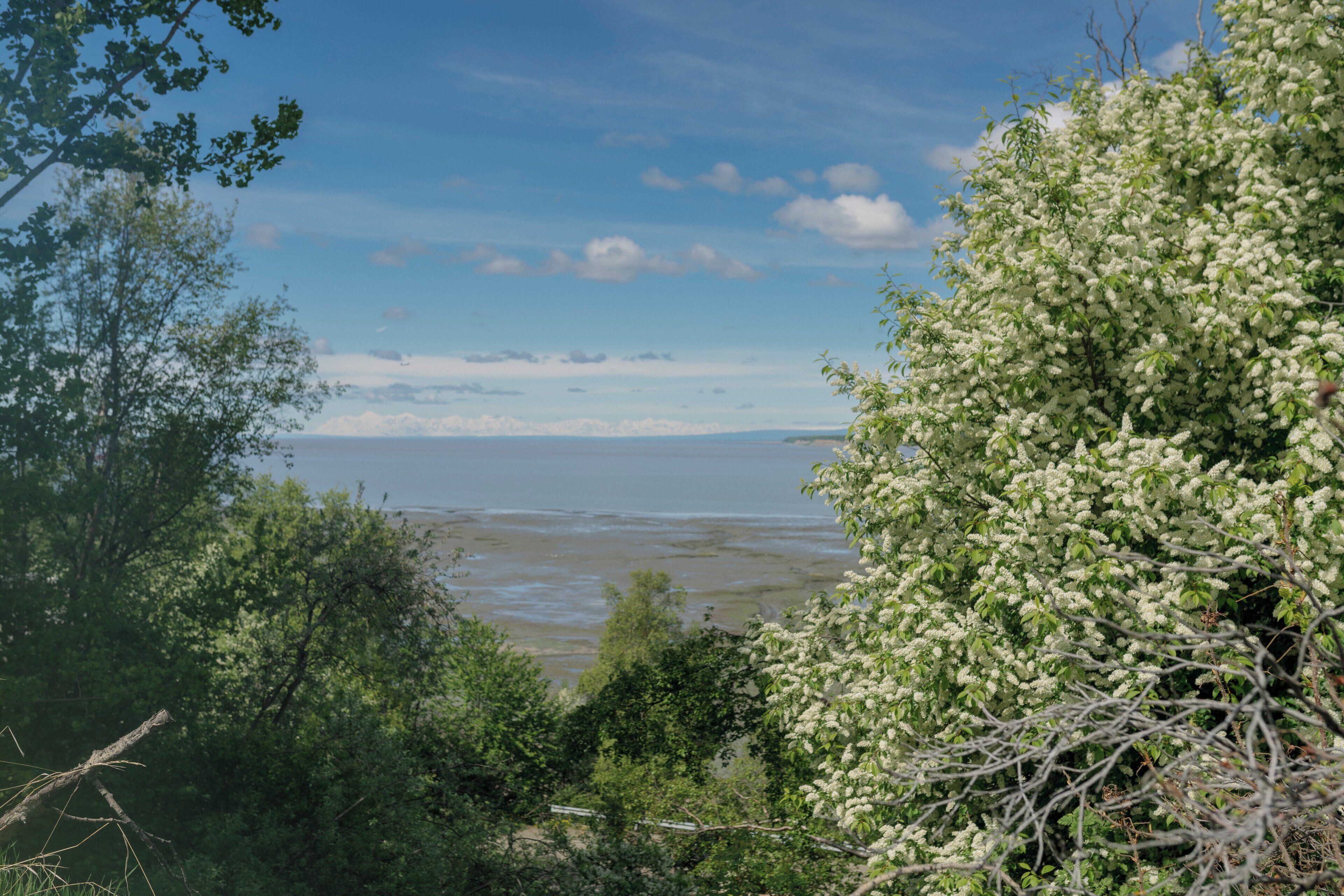 A coastal landscape with dense foliage and a view of the sea.