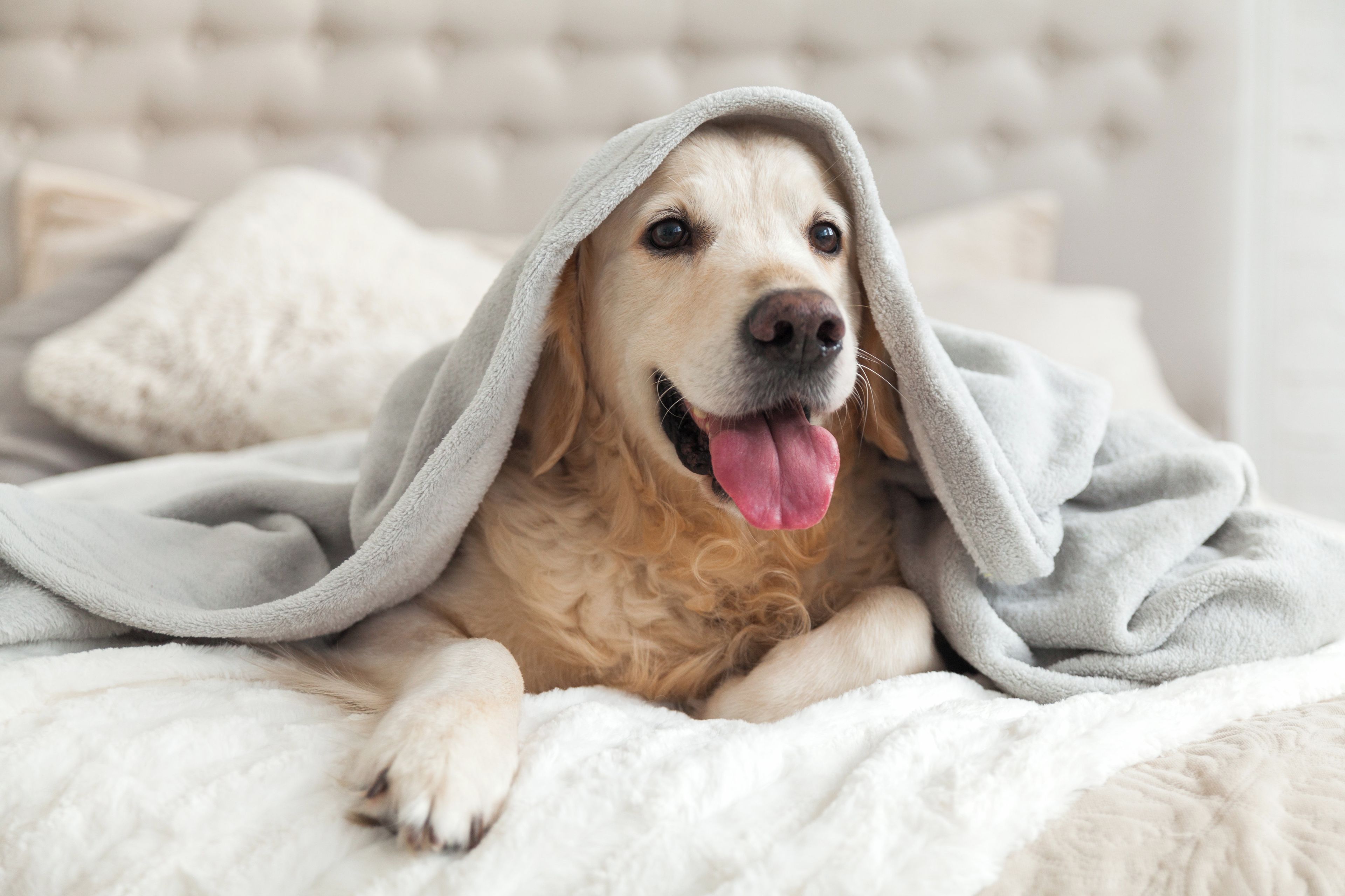 En hund pakket ind i et tæppe på en seng med en polstret sengegavl.