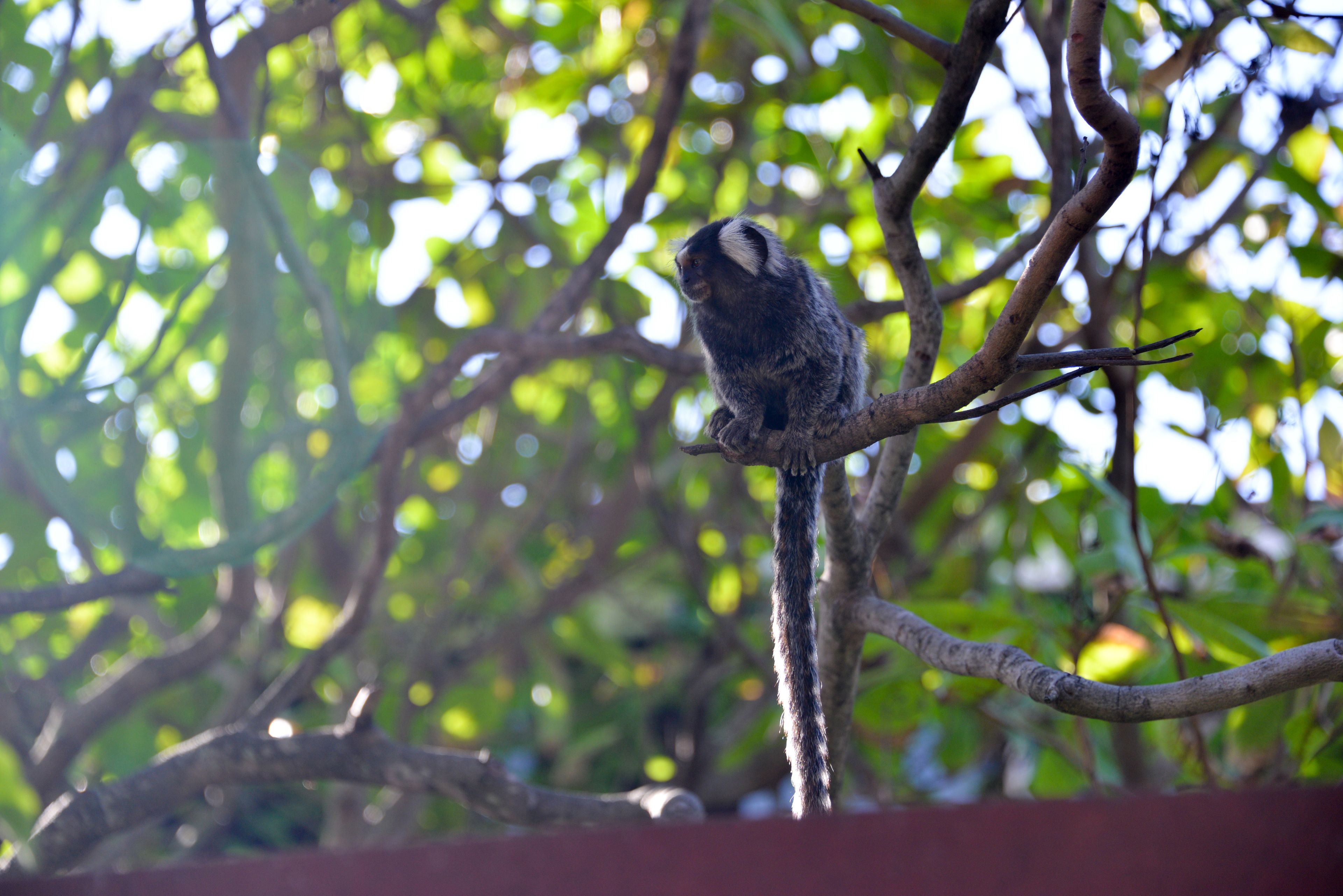 Foto - Pousada Iandê