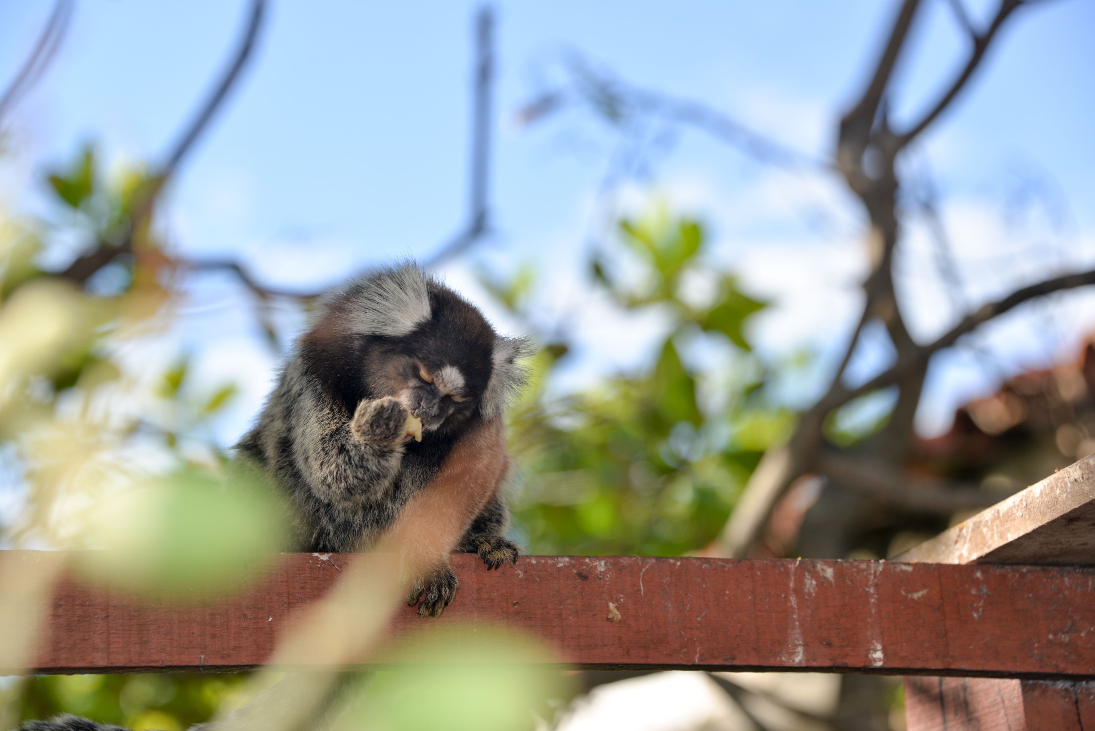 Foto - Pousada Iandê