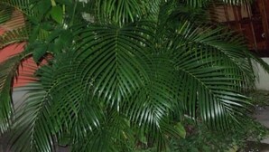 A large potted plant with broad green leaves in a courtyard. - Pousada da Lenna (Rio das Ostras)
