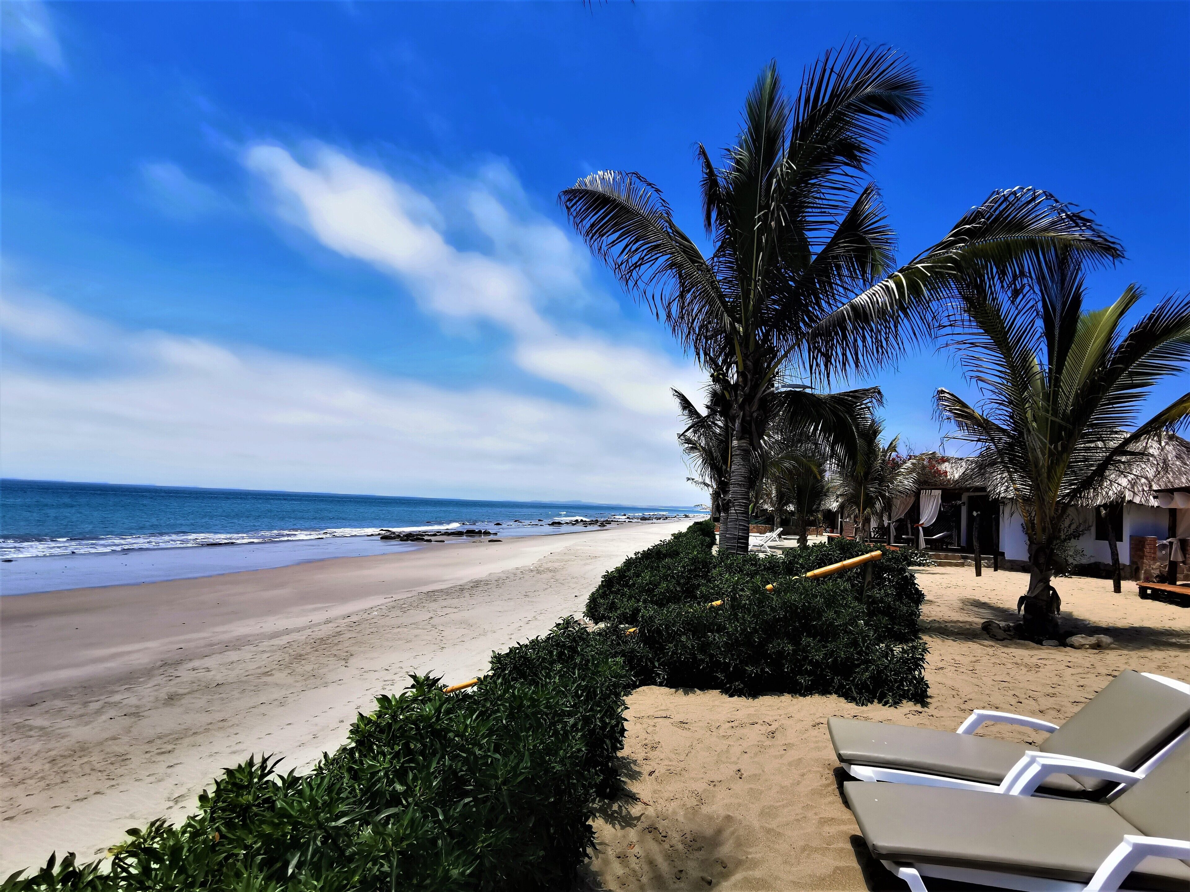 A beach with lounge chairs, palm trees, and a clear view of the ocean.