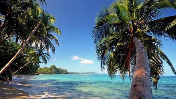 Una playa con palmeras y agua azul cristalina.