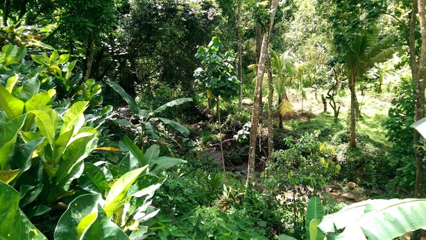 A dense forest with various types of vegetation and a small stream.