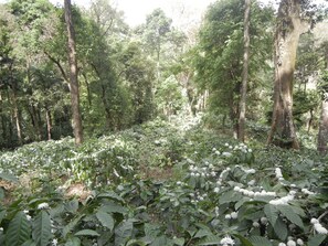 A dense forest with tall trees and a ground covered in white flowers. - Amritasthanam Guest House And Retreat (Madikeri)