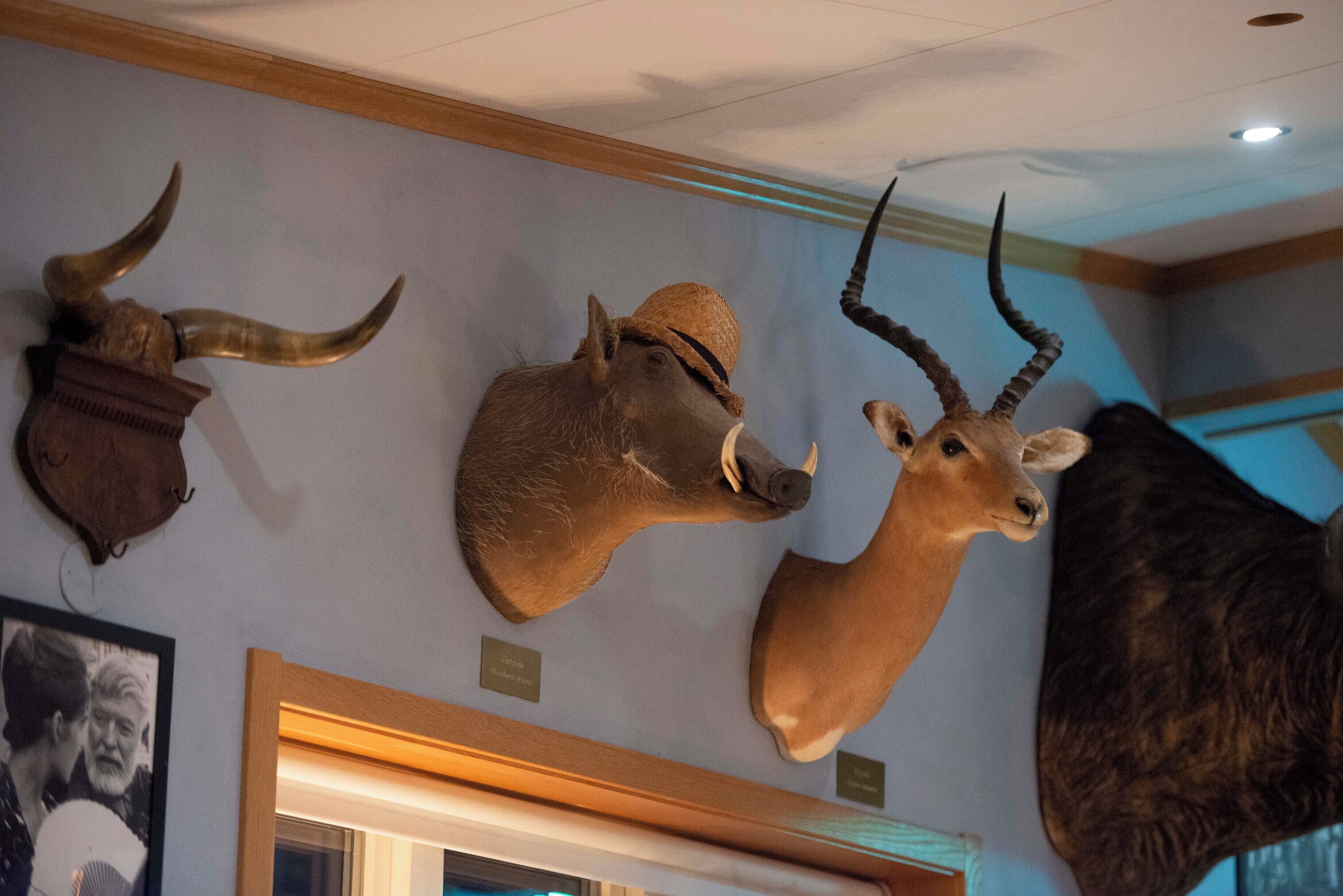 Mounted animal heads on a wall, likely in a museum or educational setting.