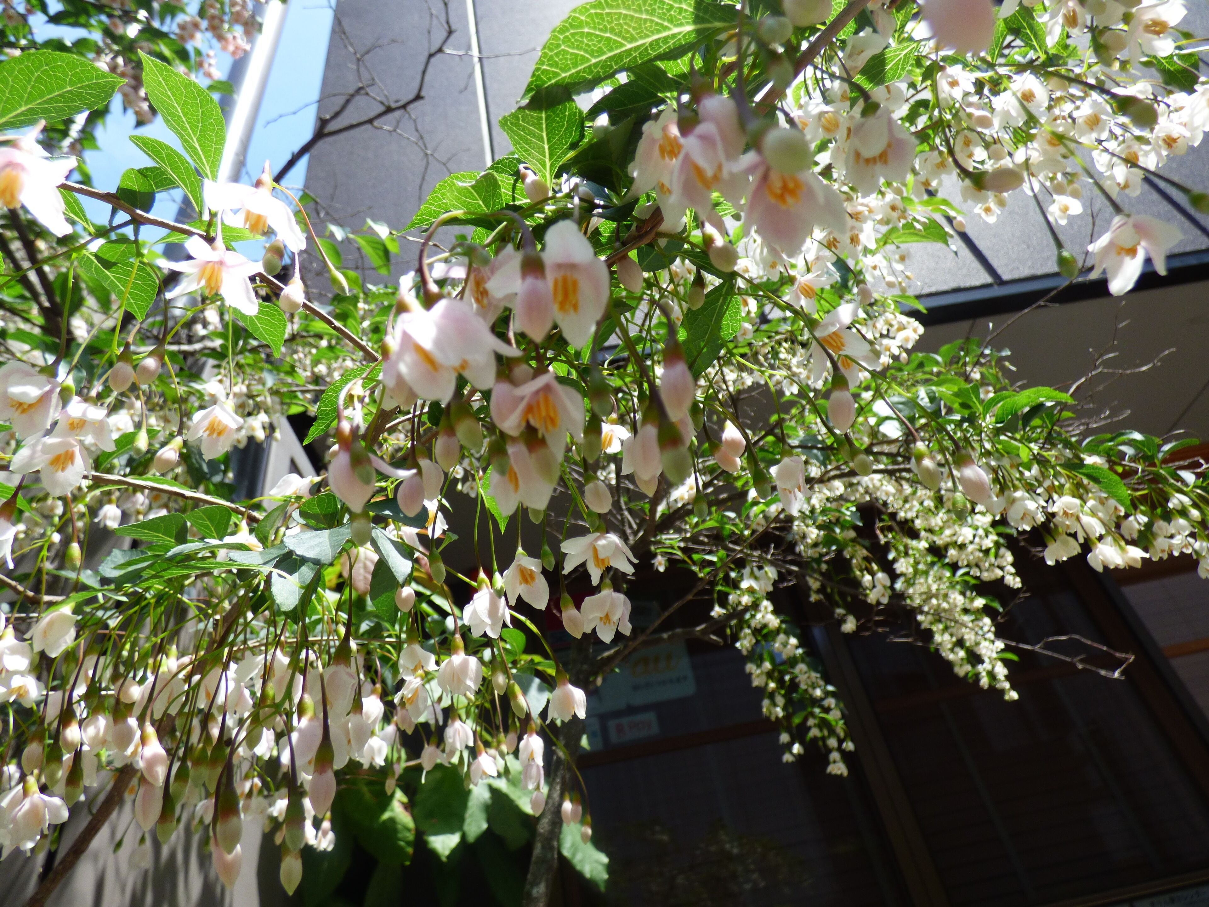 Et nærbillede af hvide blomster med grønne blade foran en bygning.