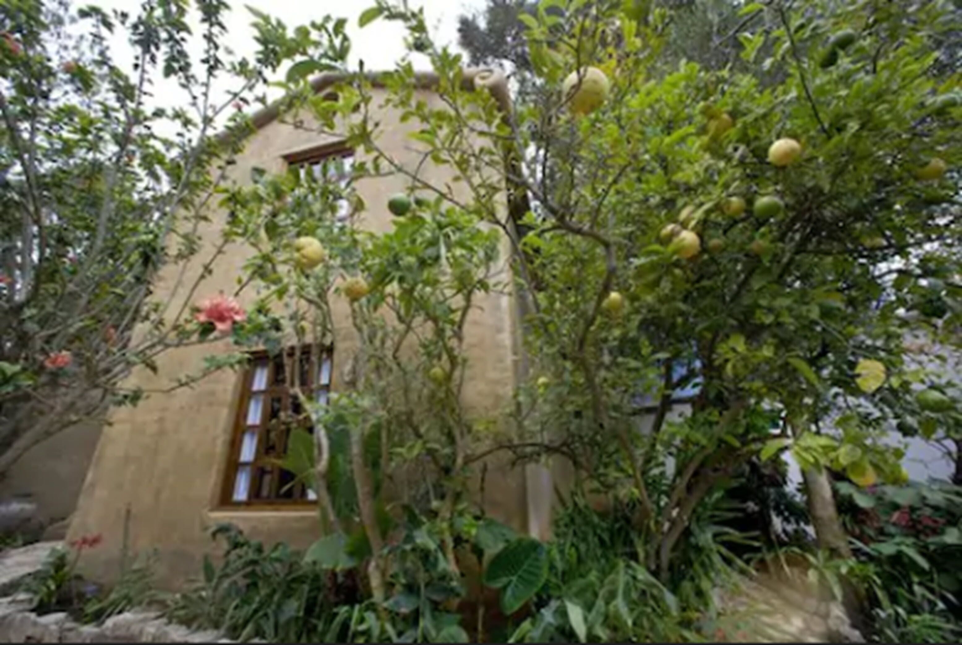 Un edificio rústico con una ventana y un árbol de hojas verdes y frutos amarillos al frente.