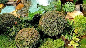Hồ bơi ngoài trời