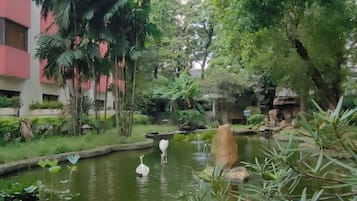 A pond with swans, surrounded by greenery and a building in the background.