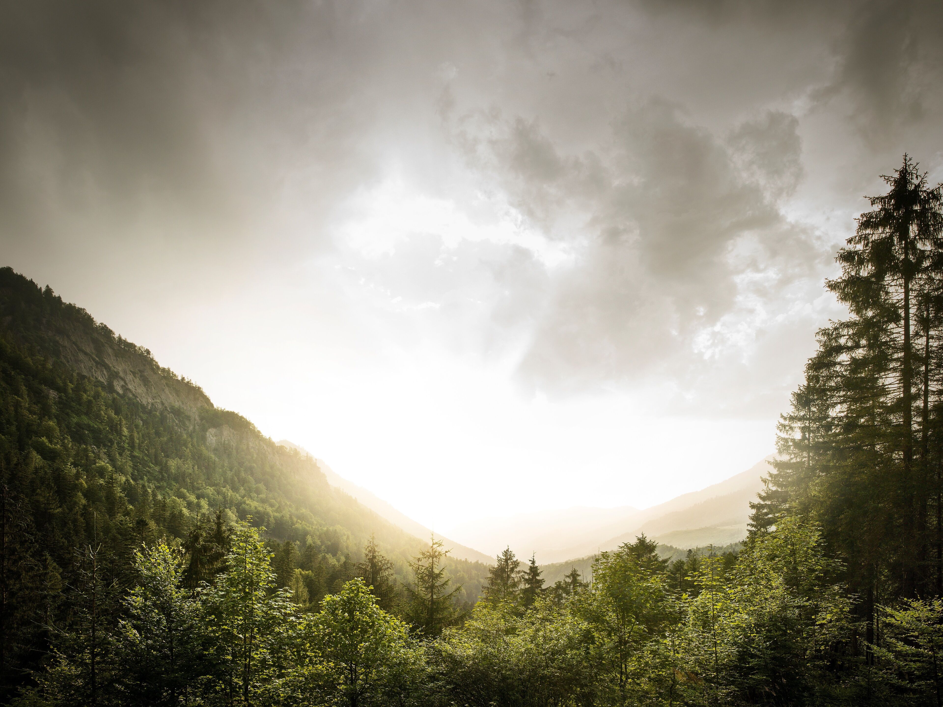 A forested valley with a mountain in the background and a clear sky.